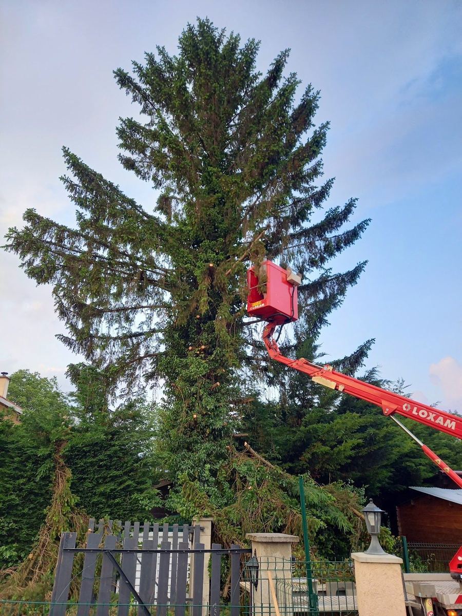 Abattage d'un grand conifère depuis une nacelle élévatrice, au-dessus d'un portail de jardin