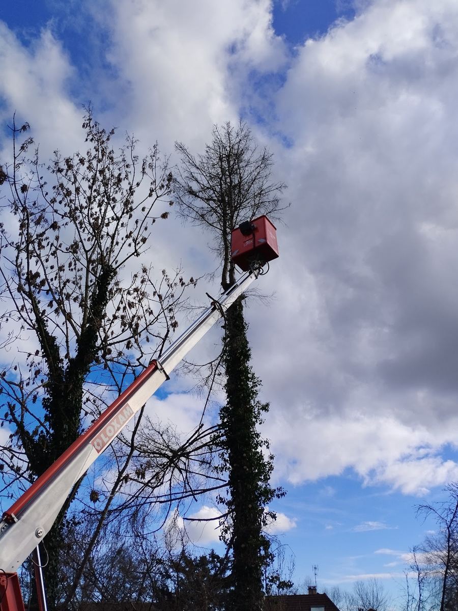 Nacelle élévatrice au pied d'un arbre couvert de lierre